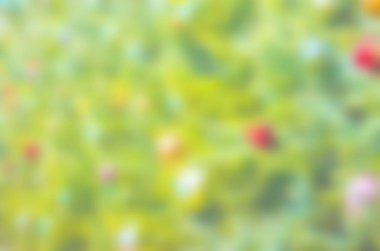 Noel ağacı bulanık arka plan