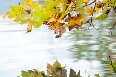 su üstünde güzel sonbahar yaprakları