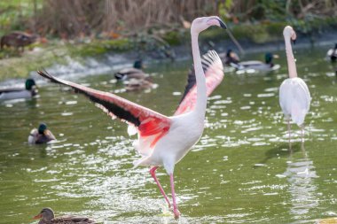 birçok pembe flamingolar