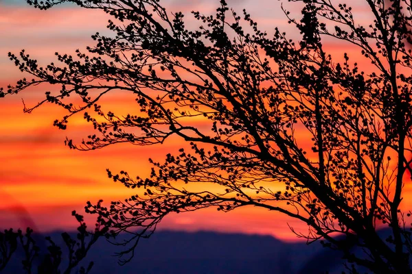 Günbatımı ağaç dalları ile