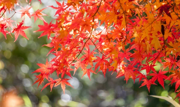 red maple tree