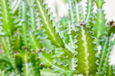 Yeşil kaktüs arka plan