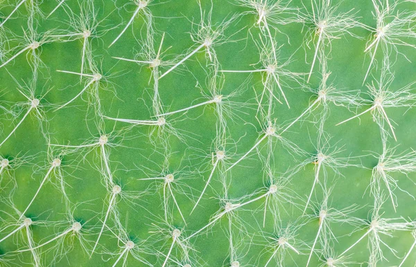Cactus ytstruktur — Stockfoto