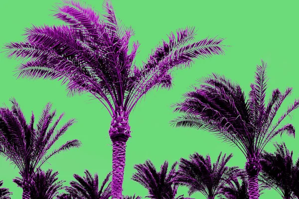 在绿色背景上的黑色棕榈树 — 图库照片