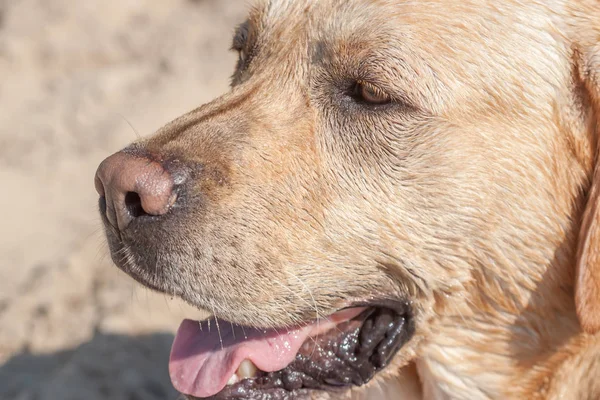 Golden labrador köpek portre — Stok fotoğraf
