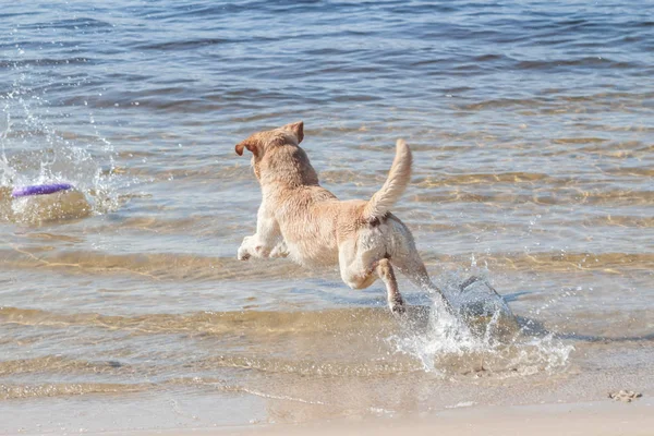 Sarı labrador retriever suya atlama — Stok fotoğraf