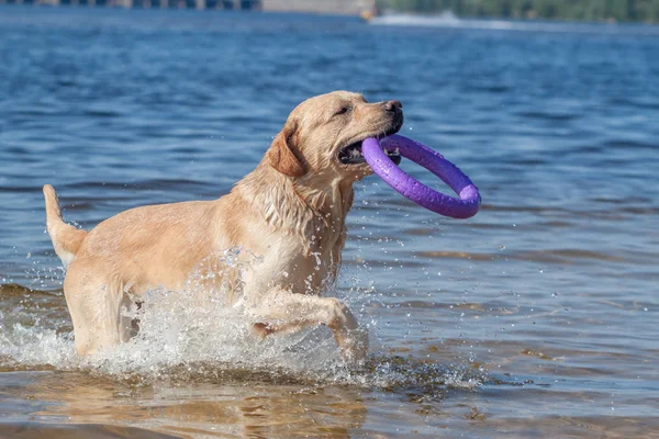 Sarı labrador retriever suda oynamak — Stok fotoğraf