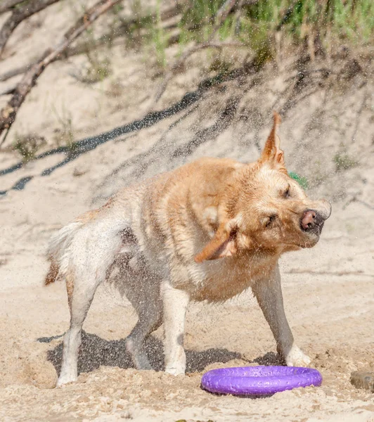 Wet labrador drying after swimming — Stock Photo, Image