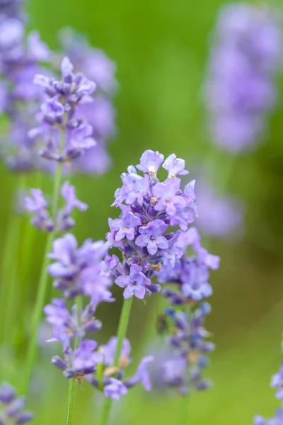 Lavanda closeup no fundo verde — Fotografia de Stock