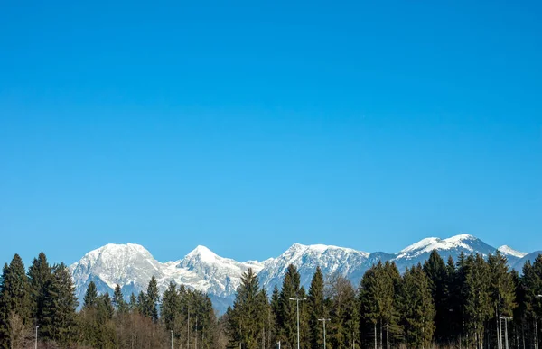 Montañas nevadas sobre abetos —  Fotos de Stock