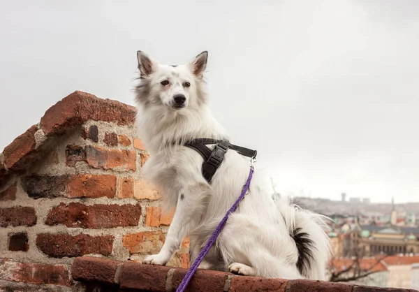 Sevimli köpek tuğla duvara oturan — Stok fotoğraf
