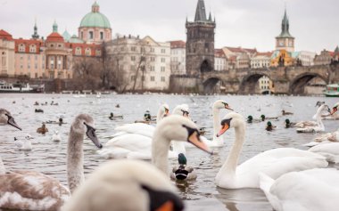 Kuğu ve ördekler Prag'da Nehri üzerinde