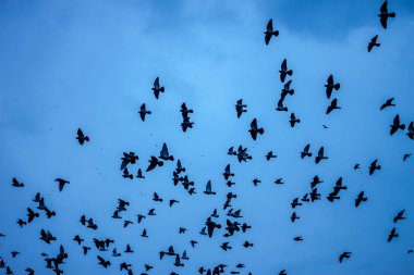 kuşlar sürüsü koyu mavi gökyüzü arka plan üzerinde