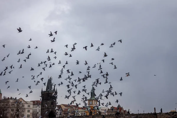 Fåglar flyger över Prag — Stockfoto