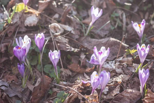 Crochi viola primaverili nella foresta — Foto Stock