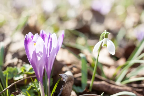 Crochi viola primaverili e bucaneve nella foresta — Foto Stock