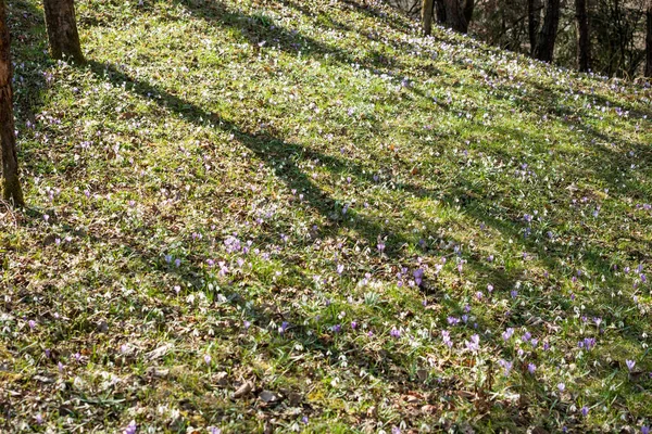 Wiosna, Fioletowe Krokusy i Przebiśniegi w lesie — Zdjęcie stockowe