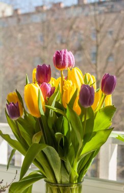 güzel sarı ve mor laleler bahar