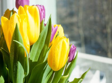 güzel sarı ve mor laleler bahar