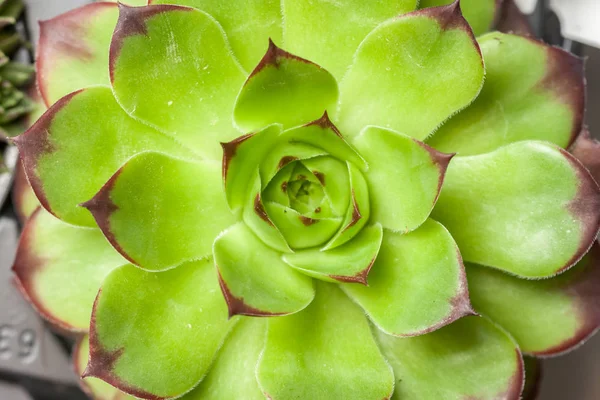 güzel geometrik sulu Üstten Görünüm