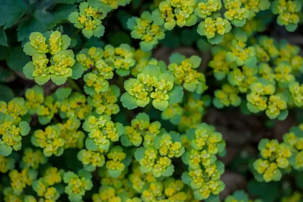 Primavera verde floresta planta vista superior — Fotografia de Stock