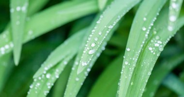 Su yeşil çim makrosu üzerine damlar