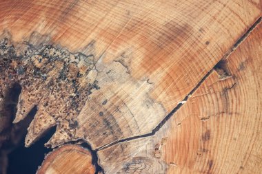 ağacının bir dokulu kesik