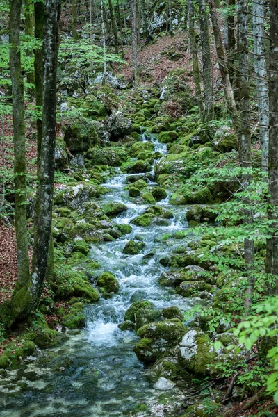 Creek mellan stenarna täckt med grön mossa — Stockfoto