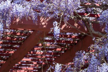 şaşırtıcı wisteria çiçeği