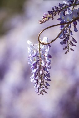 şaşırtıcı wisteria çiçeği closeup seçici odak