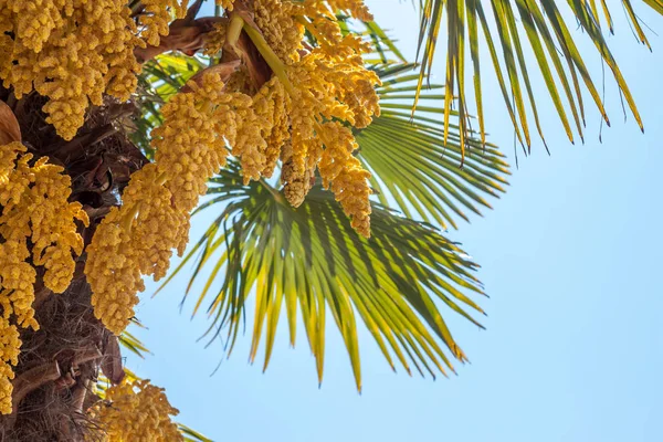 Palmera floreciendo flores amarillas contra el cielo azul —  Fotos de Stock