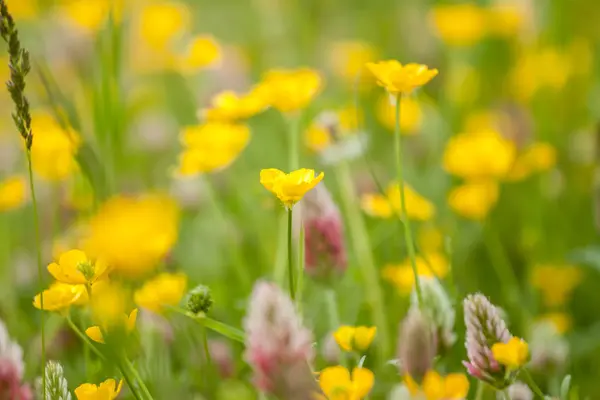 Flores campo selvagem no fundo grama verde — Fotografia de Stock