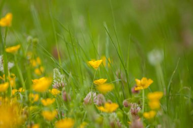 vahşi alan çiçek yeşil çim zemin üzerine
