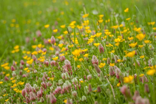 녹색 잔디 배경 야생 필드 꽃 — 스톡 사진