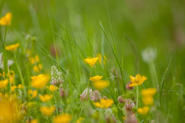 Dzikie pola kwiatów na tle zielonej trawie — Zdjęcie stockowe
