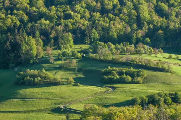 Orman alanı ve yol ile yeşil tepe