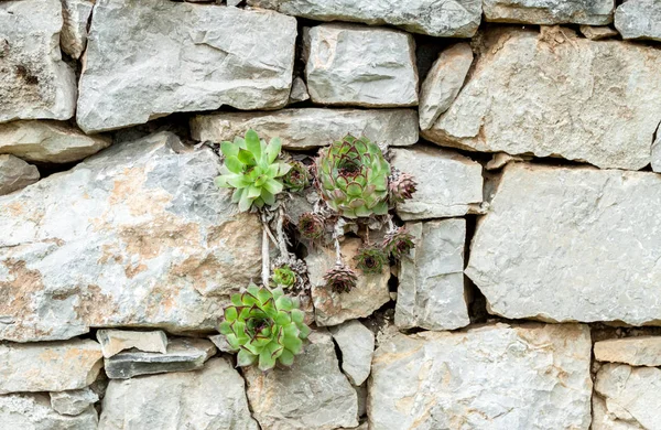 Succulents growing out of wall desire to live — Stock Photo, Image