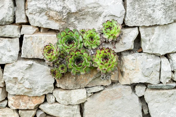 Vetplanten groeien uit de muur verlangen om te leven — Stockfoto