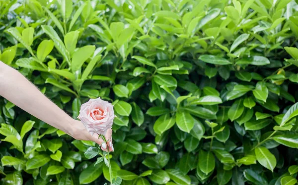 Vrouwelijke hand houdt bloem roos — Stockfoto