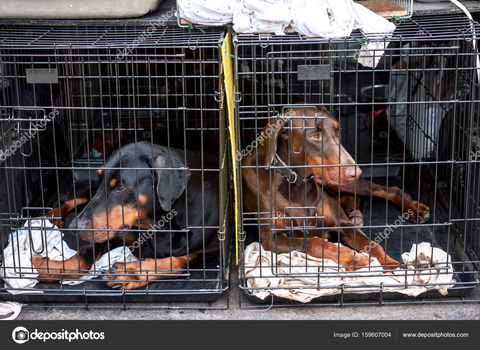 Sad dogs in cages — Stock Photo © ChechotkinAnton 159607004
