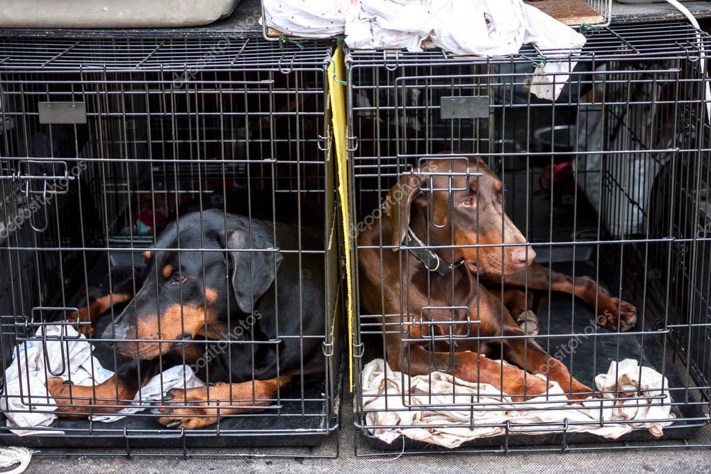 Sad dogs in cages — Stock Photo © ChechotkinAnton 159607004