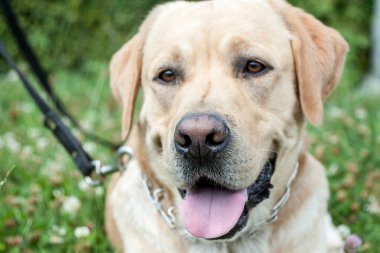 Sarı sevimli labrador portre