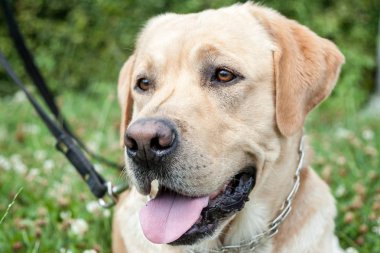 bulanık yoğun gece sokak