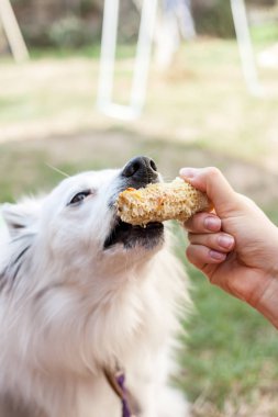 Kadın el ile Mısır köpek besleme