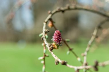 kızıl çam koni yeşil arka plan