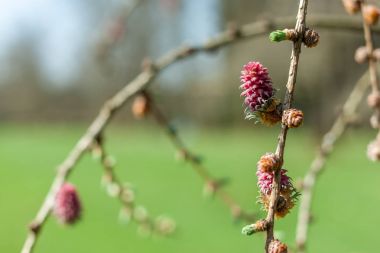 kızıl çam koni yeşil arka plan