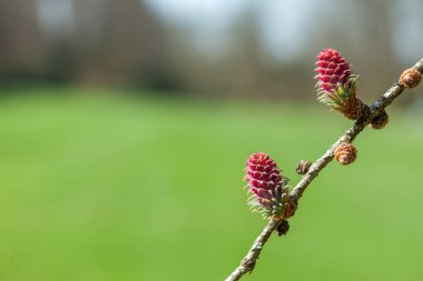 kızıl çam koni yeşil arka plan