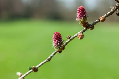 kızıl çam koni yeşil arka plan