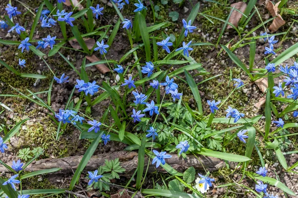 Eerste blauwe lente bos bloemen — Stockfoto