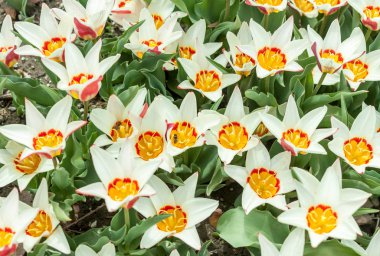 Güzel beyaz ve Sarı laleler